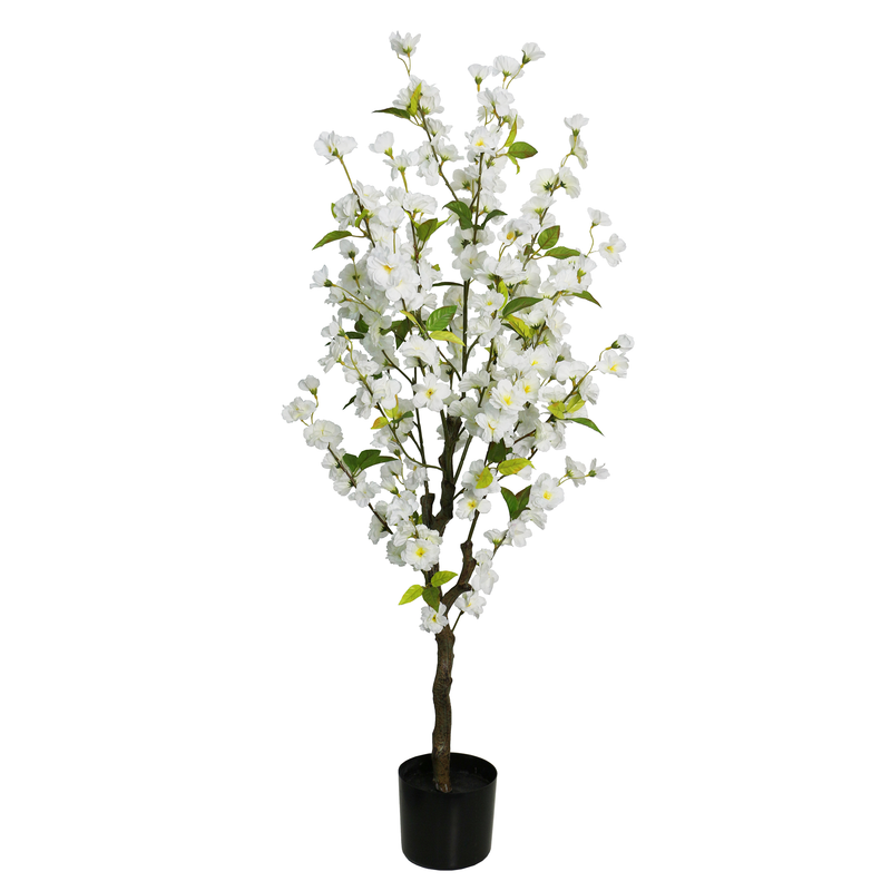 White Eternal Spring Cherry Blossom Tree