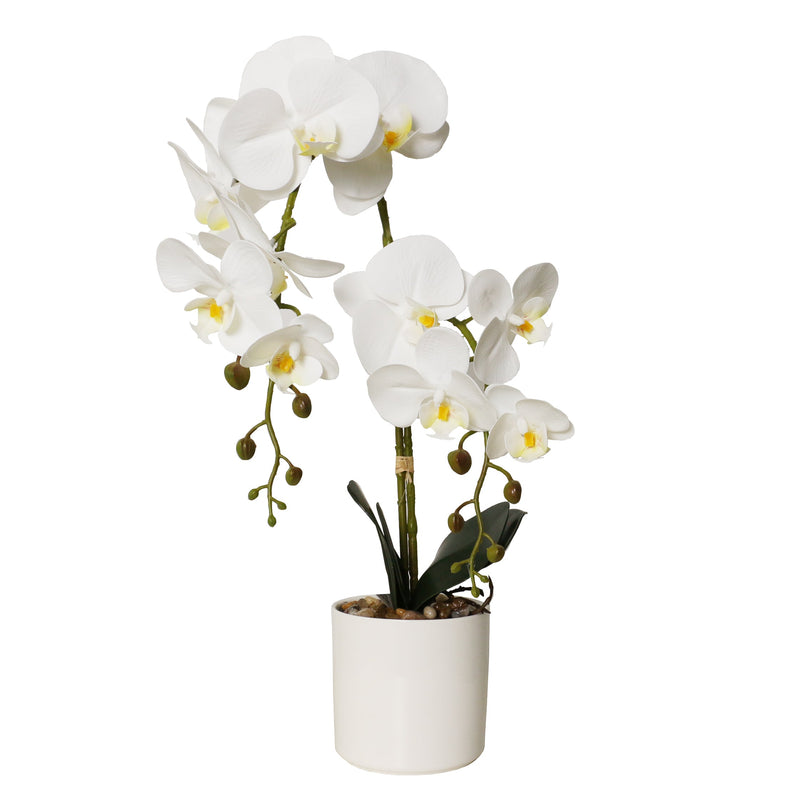 Potted Phalaenopsis 11 Orchids in White Ceramic Pot