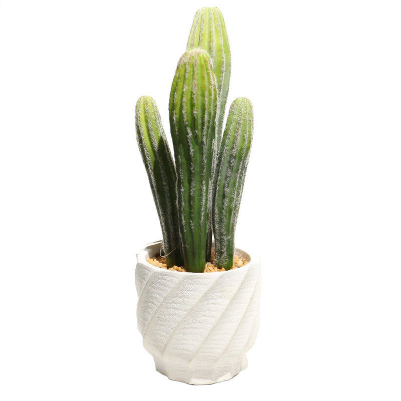 Queen of the Night Cereus Cactus Plant in White Pot